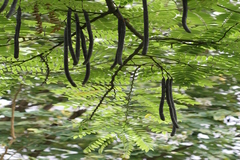Cassia roxburghii